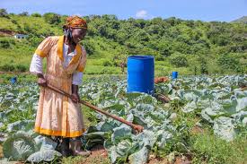 Community Farm